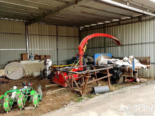 张家川县饲料玉米种植 筑牢畜牧养殖业供应链的基石