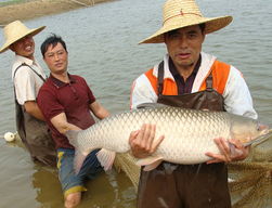 广东草鱼养殖发展困局与对策