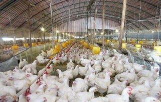 规模化、提销量、保安全 中国肉鸡产业壮大之路