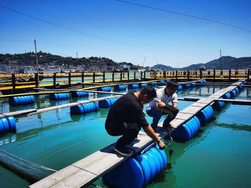 一本养殖证，激活畜牧渔业饲料产业链新活力