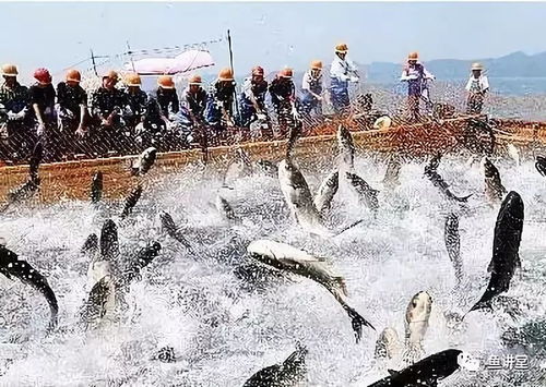 低价、饲料、寒潮 当前养殖业三大核心挑战与应对之道